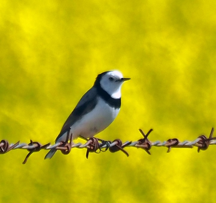 White-fronted Chat - ML623833230