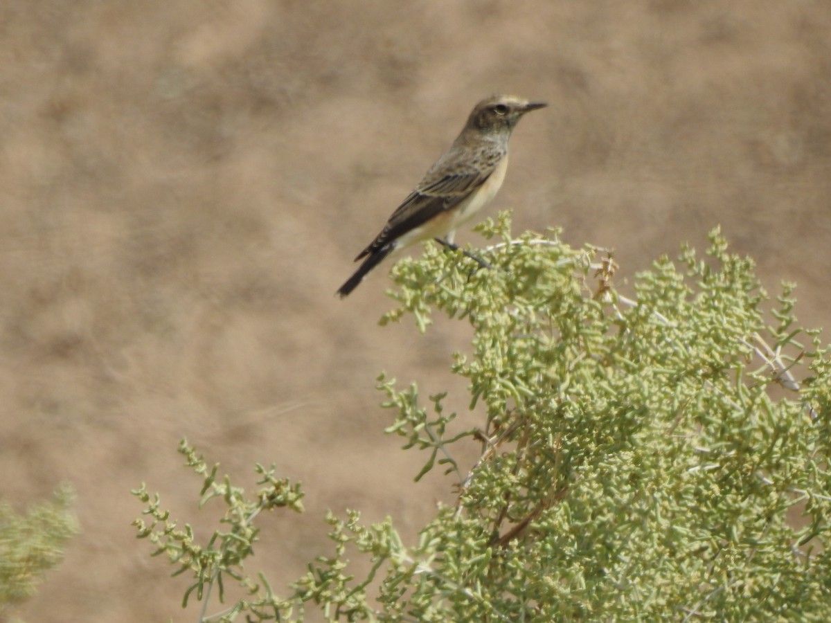 Pied Wheatear - ML623833275