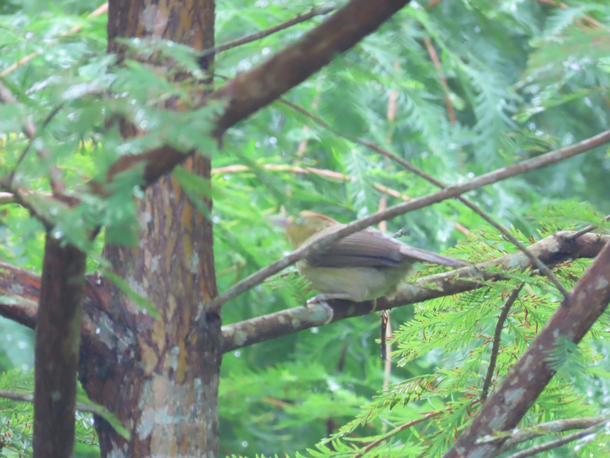 Rufous-capped Babbler - ML623833277