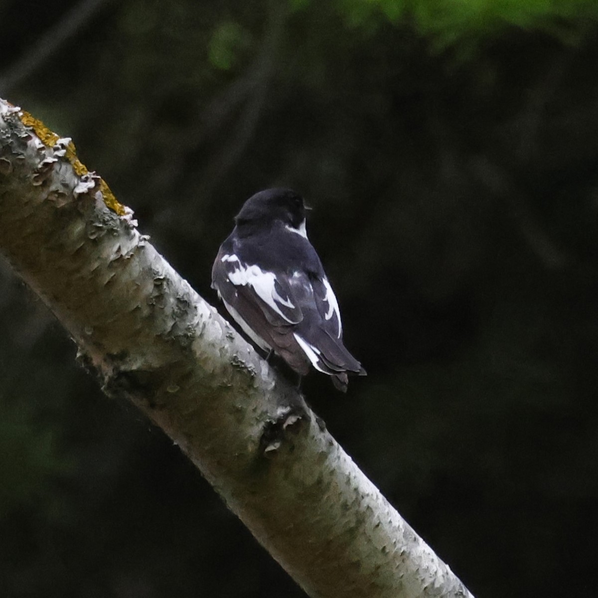 Semicollared Flycatcher - ML623833278