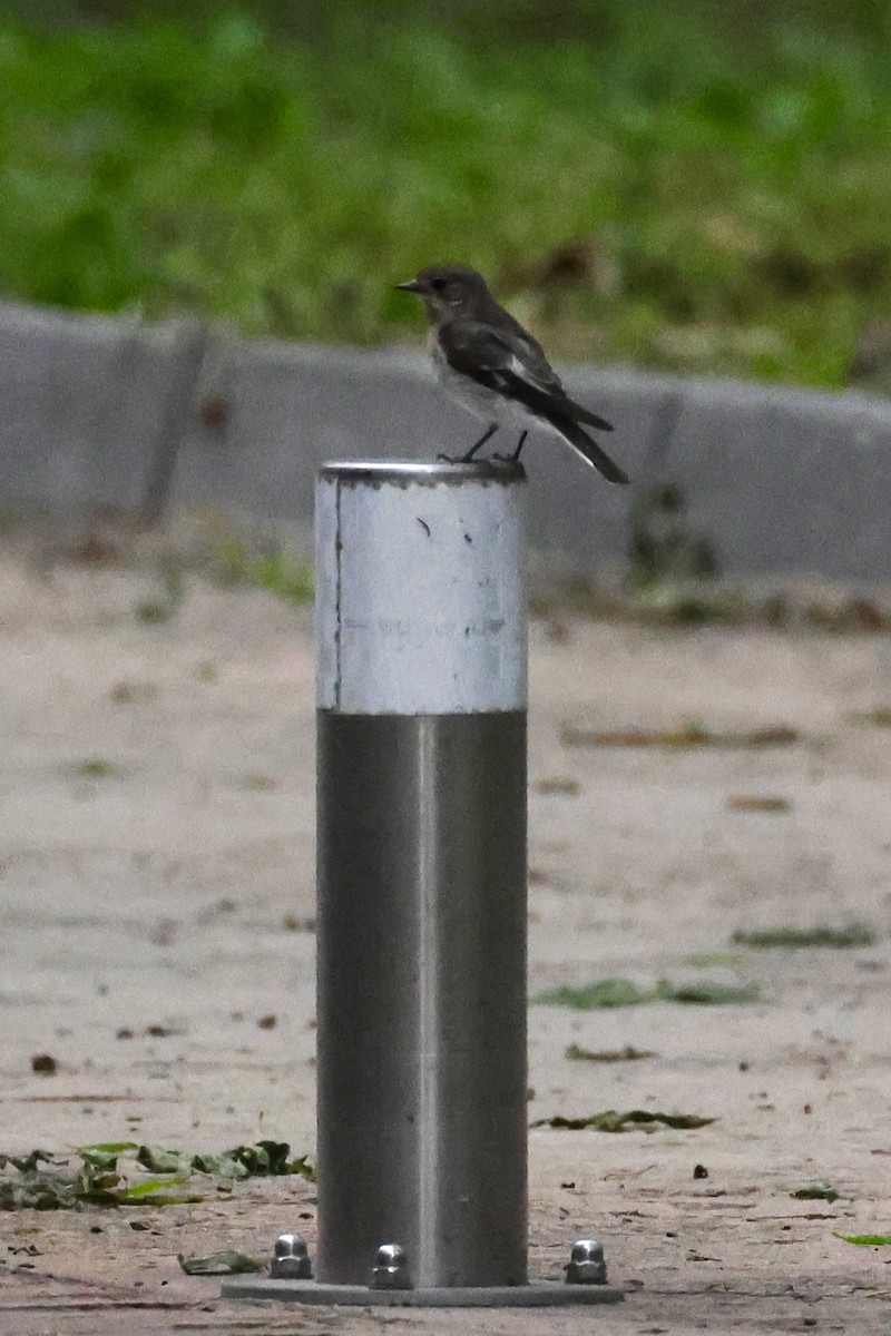 Semicollared Flycatcher - ML623833280