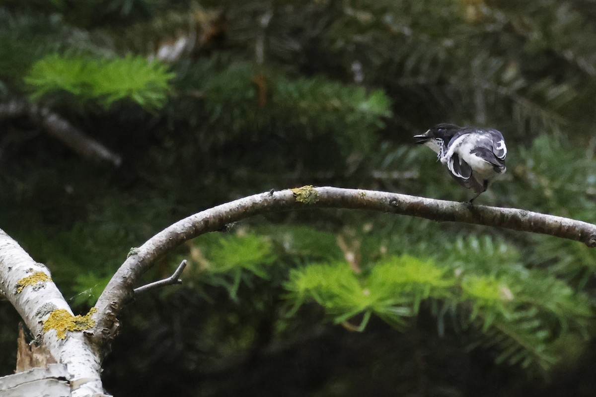 Semicollared Flycatcher - ML623833281