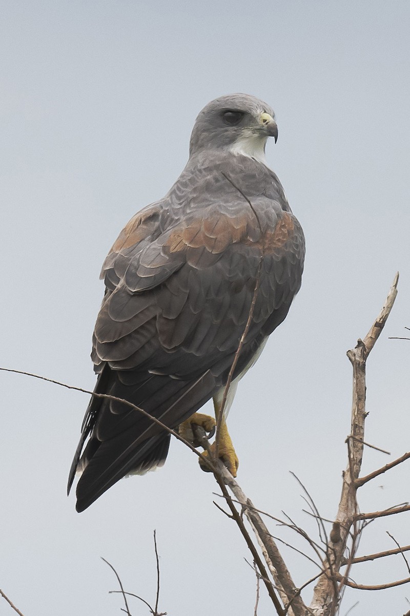 White-tailed Hawk - ML623833318