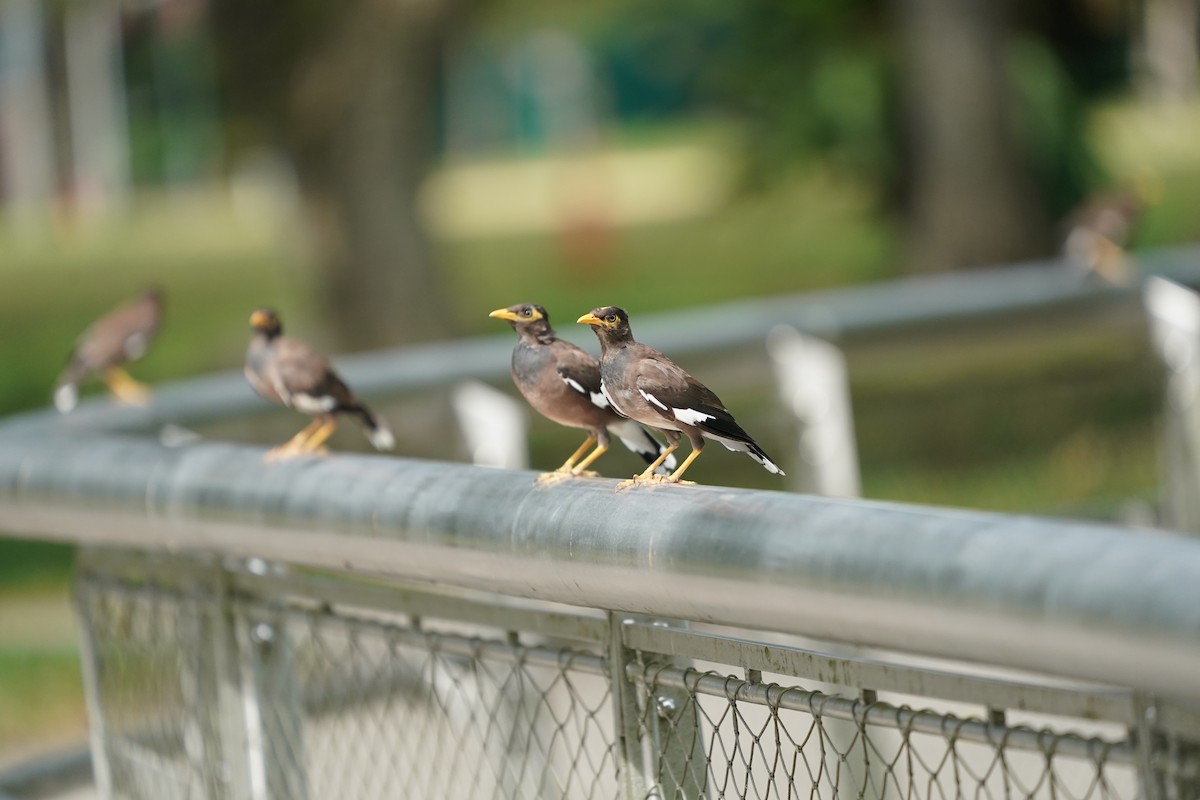 Common Myna - ML623833342