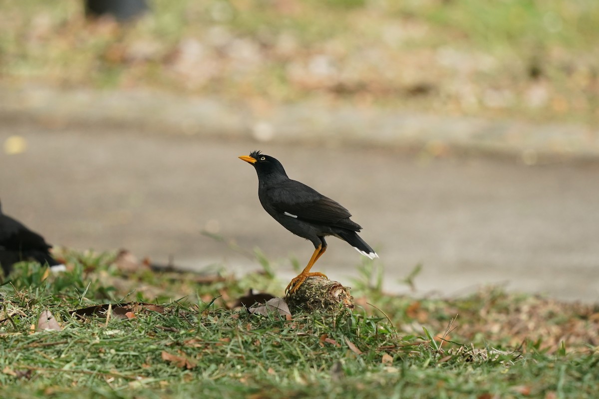 Javan Myna - ML623833365