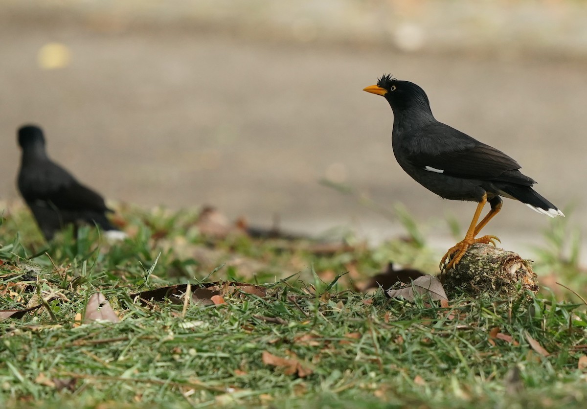 Javan Myna - Keng Keok Neo