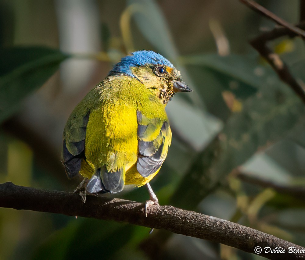 Blue-and-yellow Tanager - Debbie Blair