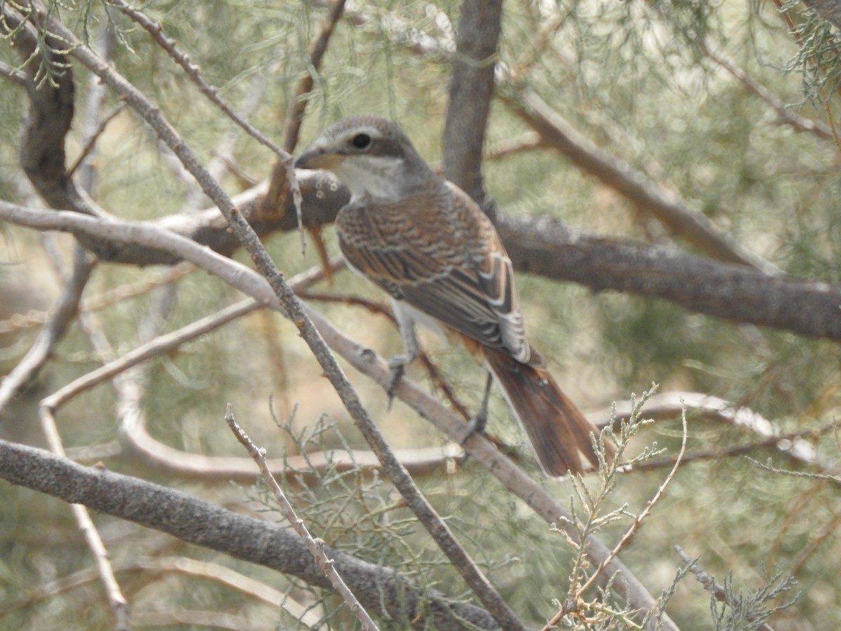 Red-backed Shrike - Mohammad Fallah