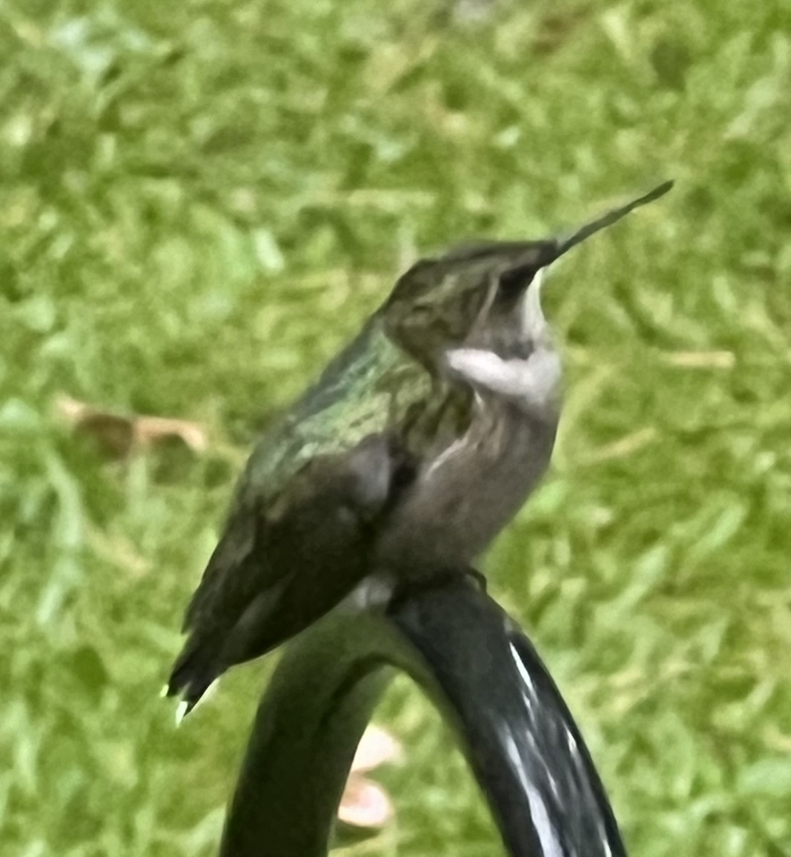 Ruby-throated Hummingbird - ML623833379