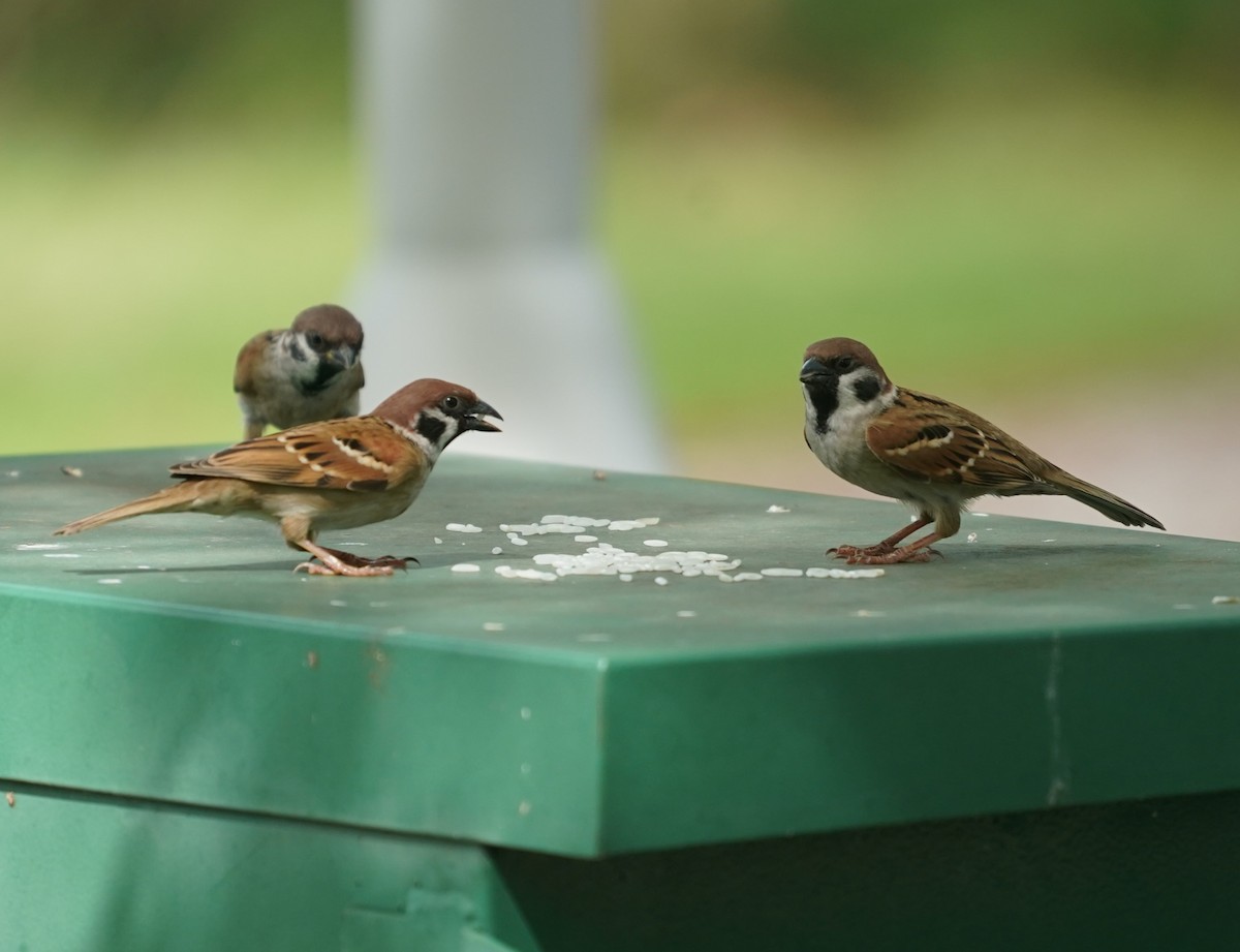 Eurasian Tree Sparrow - ML623833382