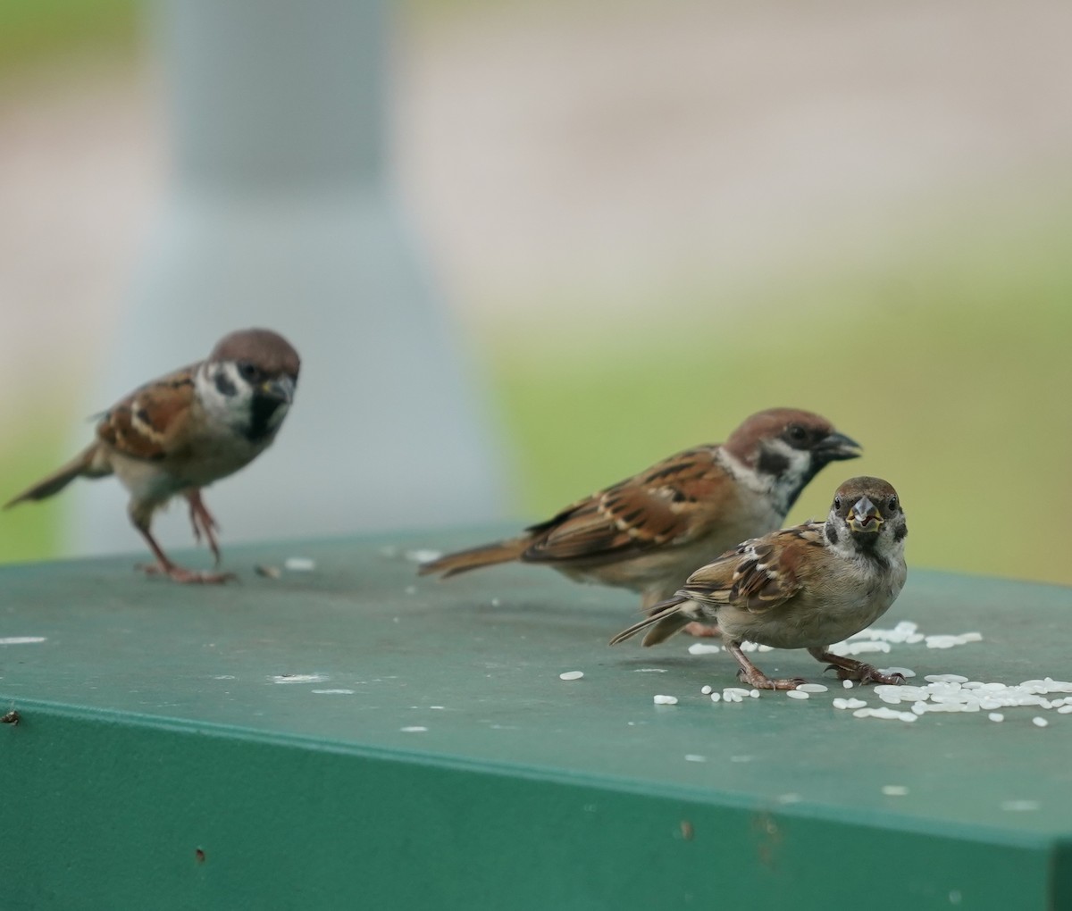 Eurasian Tree Sparrow - ML623833383