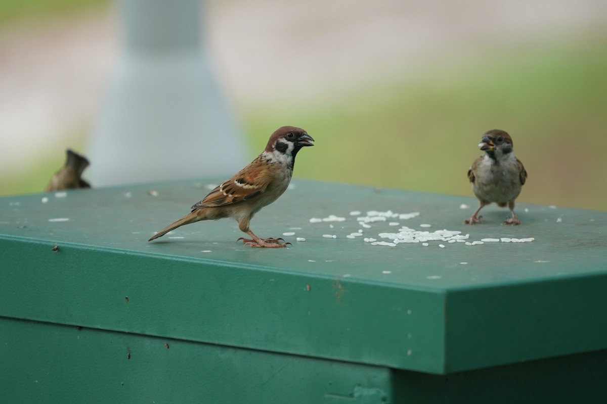 Eurasian Tree Sparrow - ML623833384