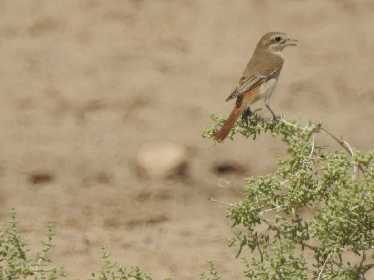 Antzandobi buztangorria - ML623833385