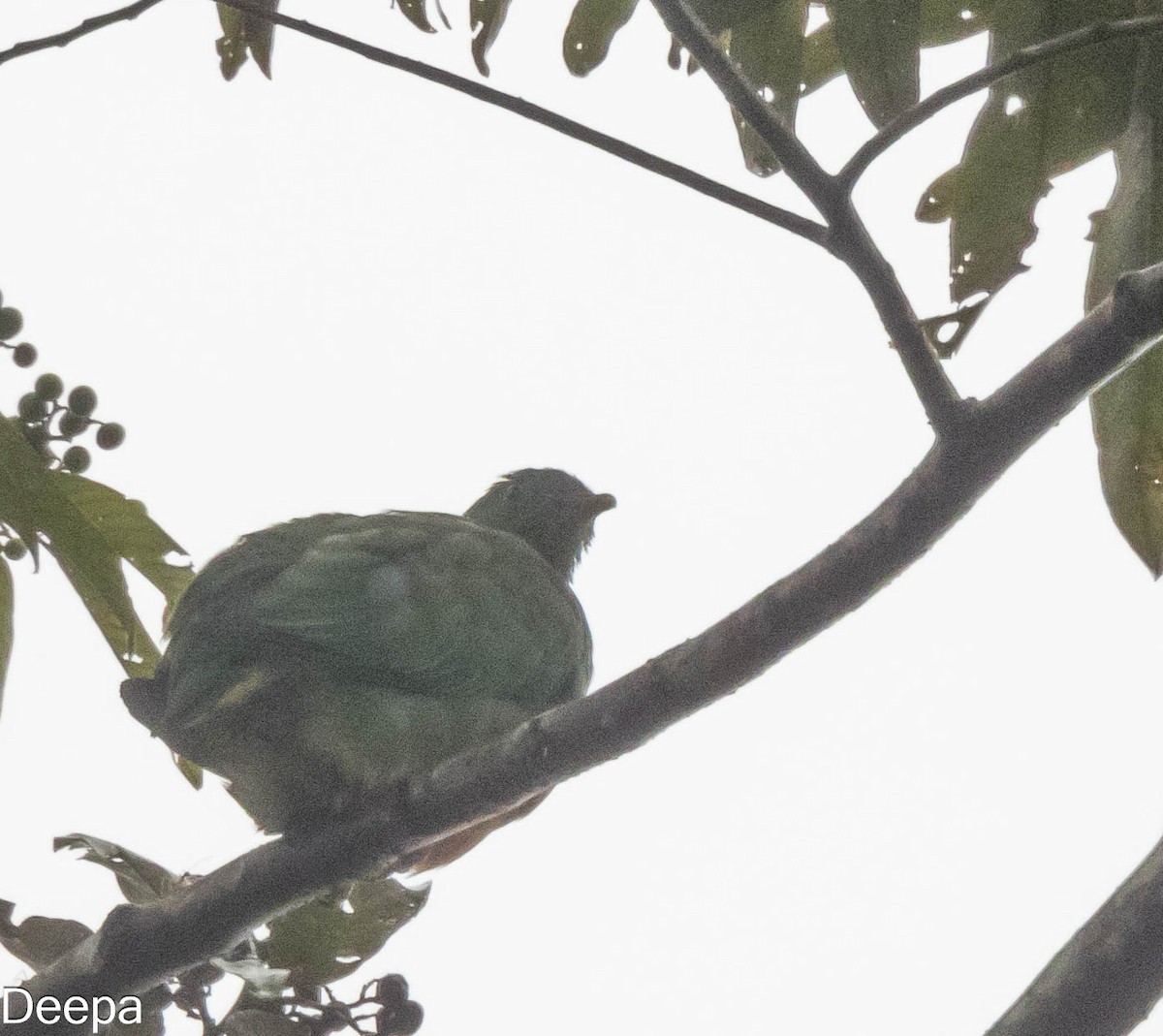 Dwarf Fruit-Dove - ML623833390