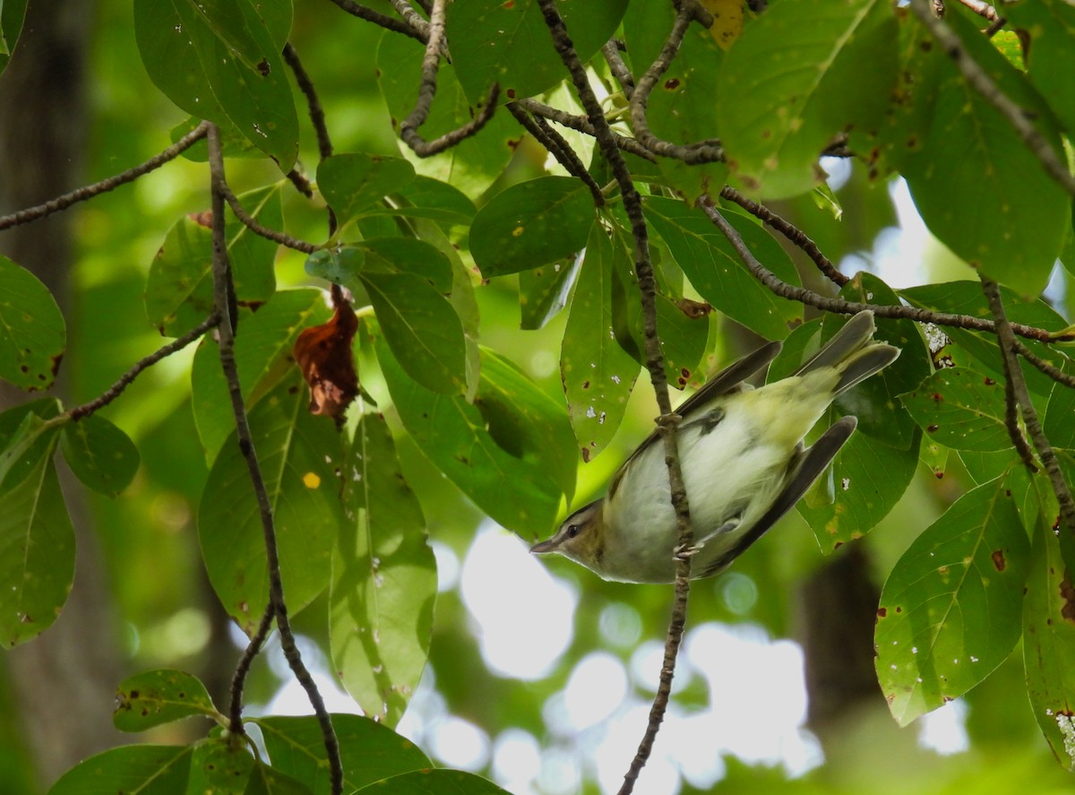 Red-eyed Vireo - ML623833393