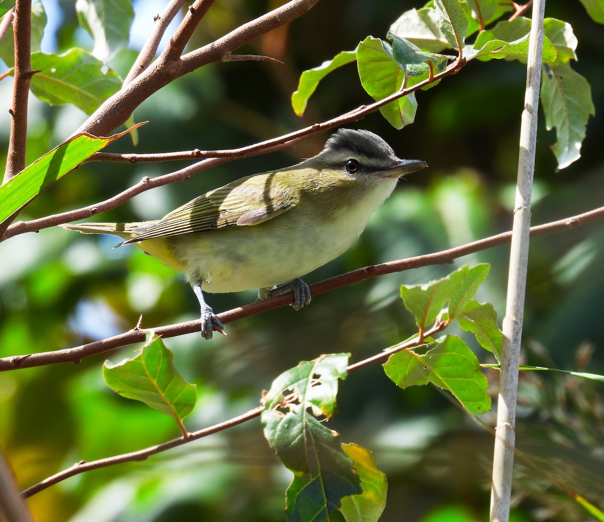 Red-eyed Vireo - ML623833396