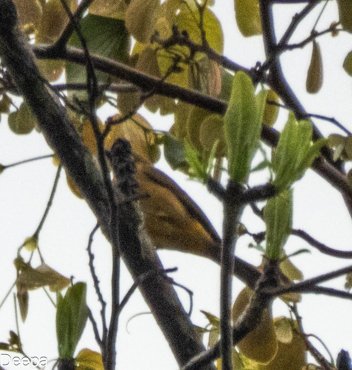 Brush Cuckoo - ML623833405