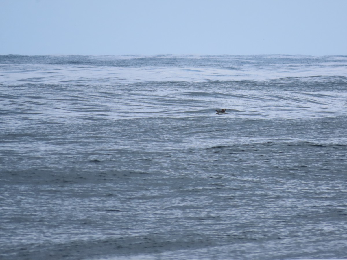 Streaked Shearwater - ML623833406