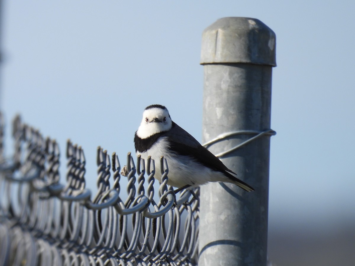 White-fronted Chat - ML623833428