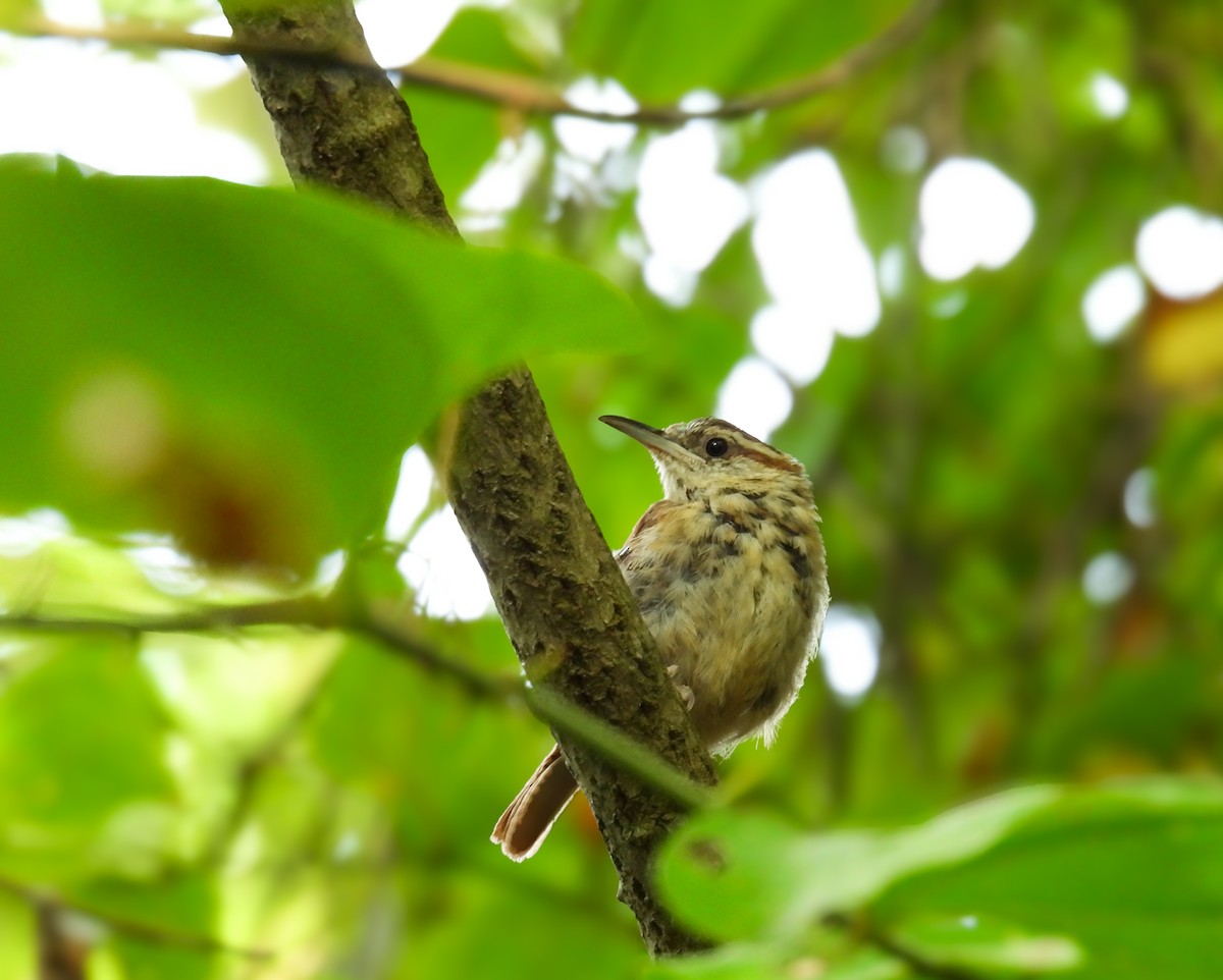 Carolina Wren - ML623833433