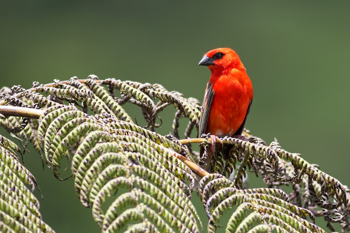 Red Fody - ML623833452