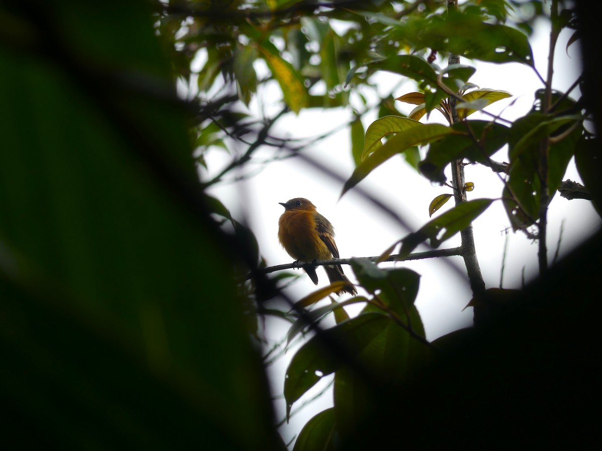 Cinnamon Flycatcher - ML623833453