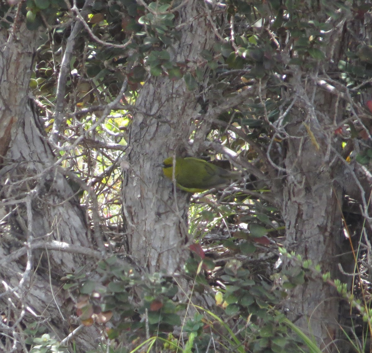 Hawaii-Amakihikleidervogel - ML623833457