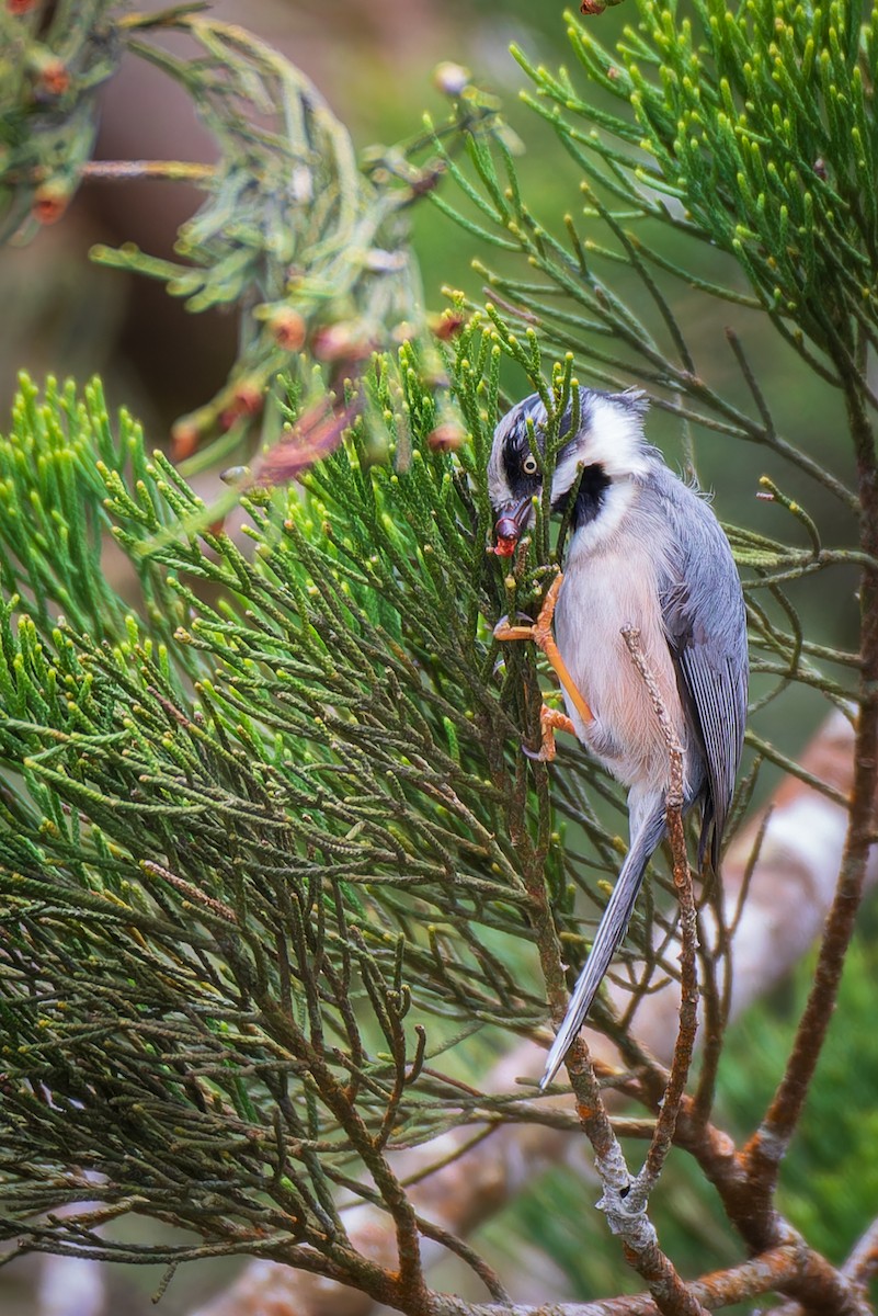 Black-throated Tit (Gray-crowned) - ML623833469