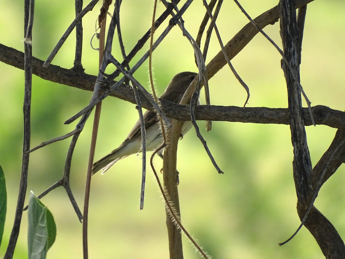 Booted/Sykes's Warbler - ML623833473