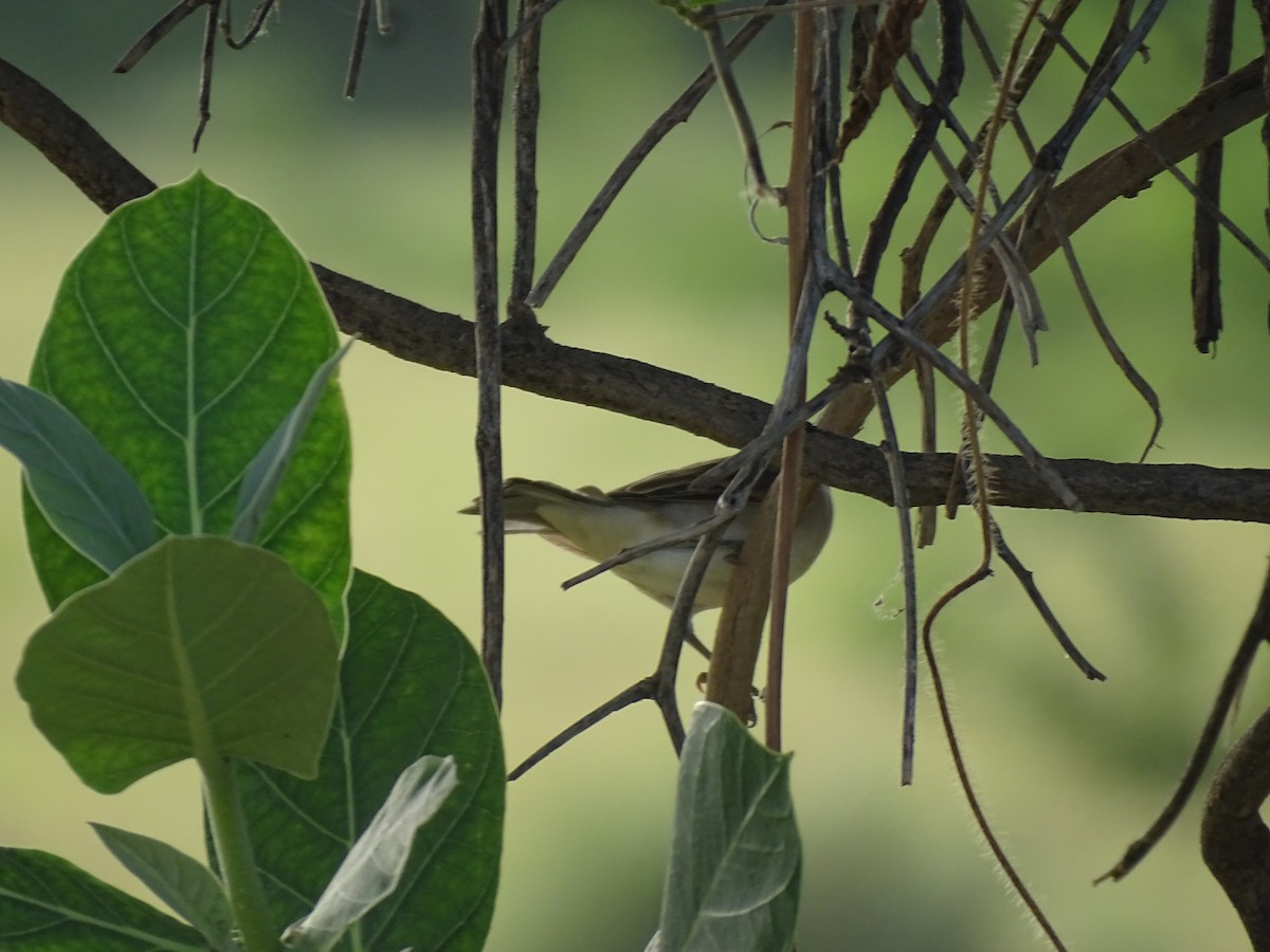 Booted/Sykes's Warbler - ML623833474