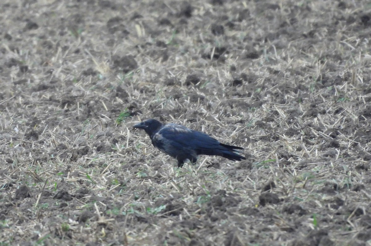 Carrion x Hooded Crow (hybrid) - ML623833479