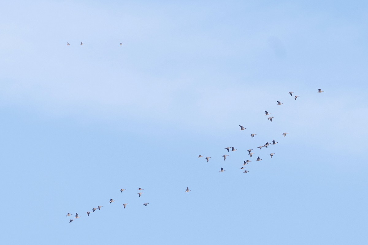 Eurasian Wigeon - ML623833486