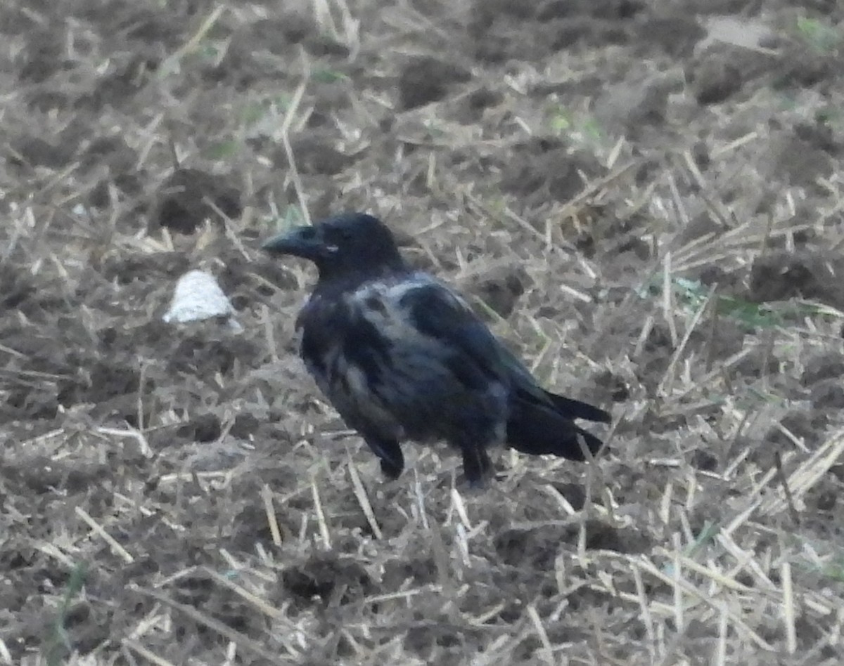 Carrion x Hooded Crow (hybrid) - ML623833488