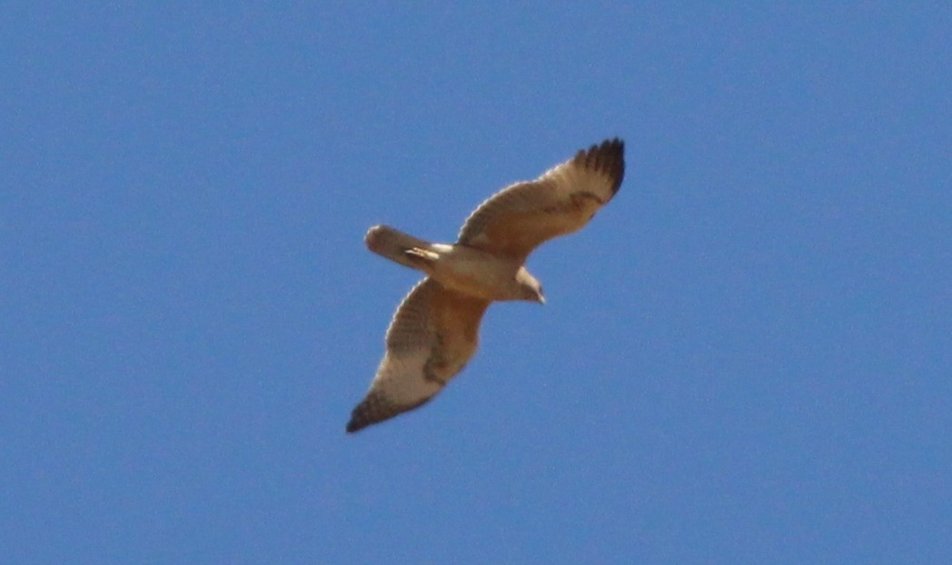 Águila Perdicera - ML623833500