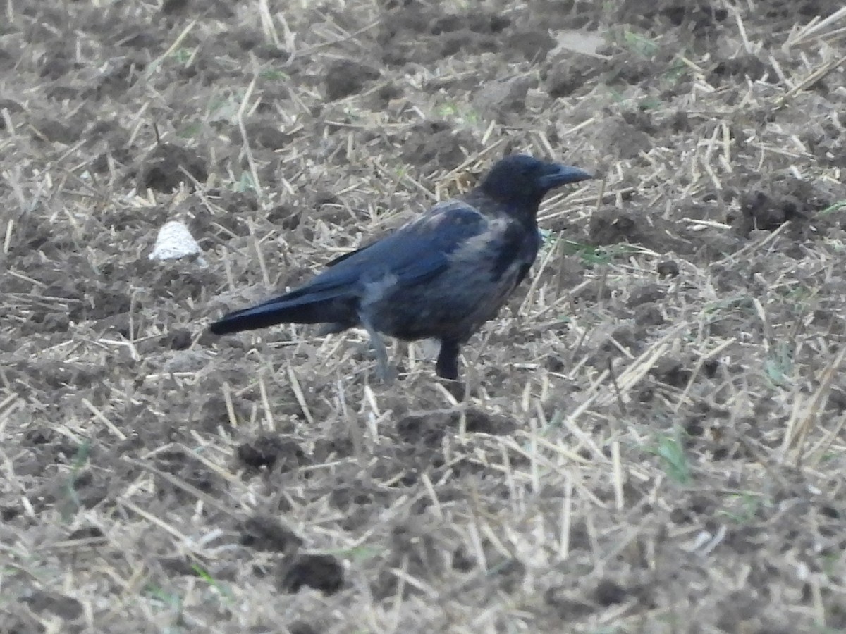 Carrion x Hooded Crow (hybrid) - ML623833508