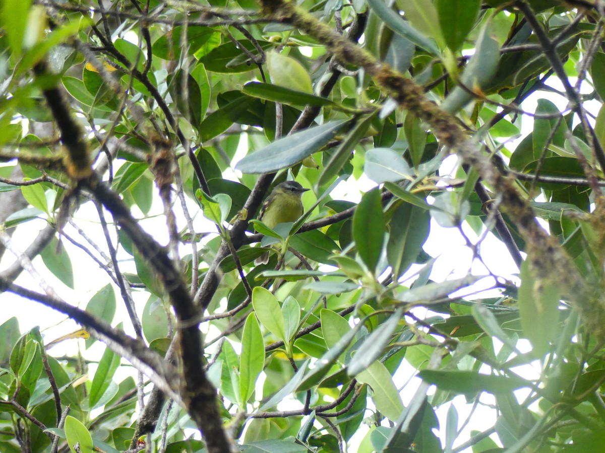 Sulphur-bellied Tyrannulet - ML623833520