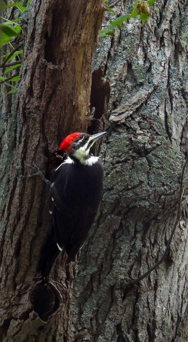 Pileated Woodpecker - ML623833530