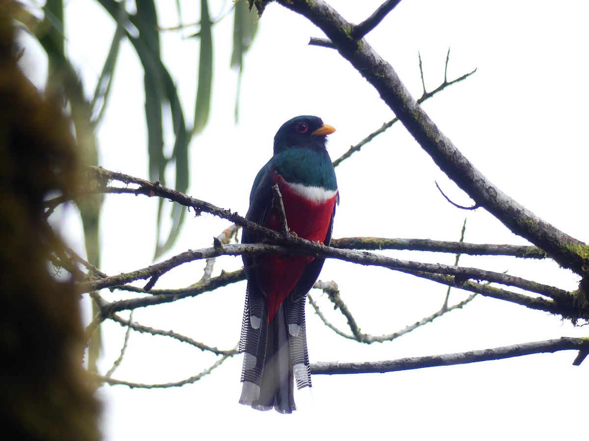 Trogon masqué - ML623833545