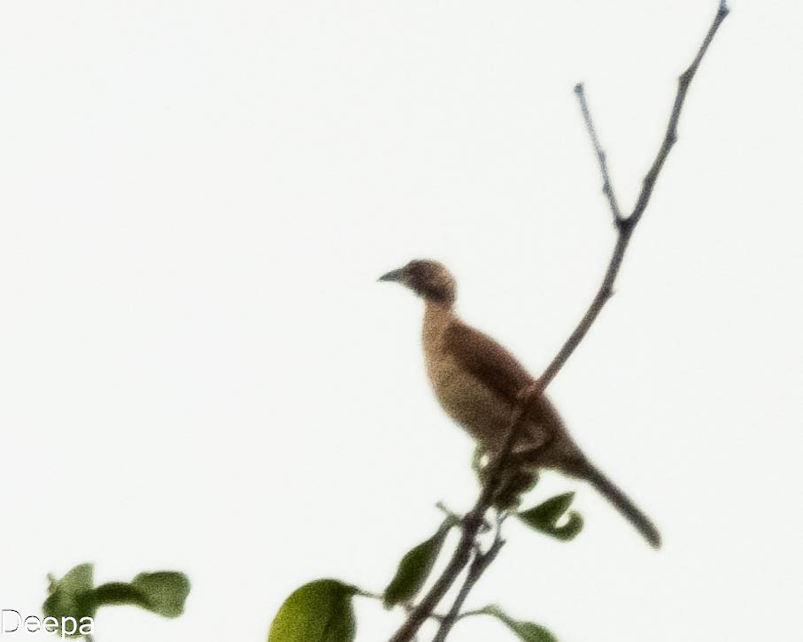 Helmeted Friarbird (New Guinea) - ML623833549