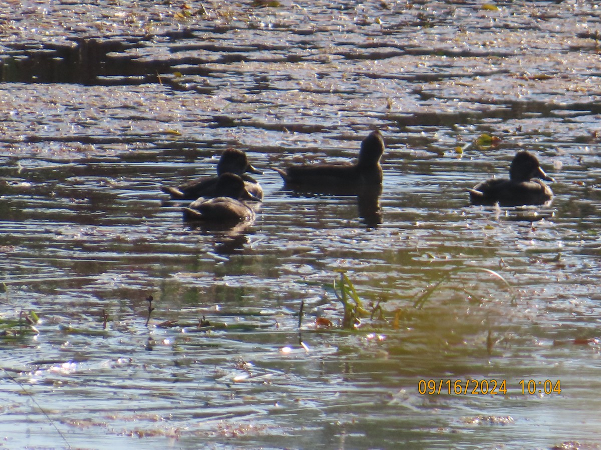 Ring-necked Duck - ML623833550