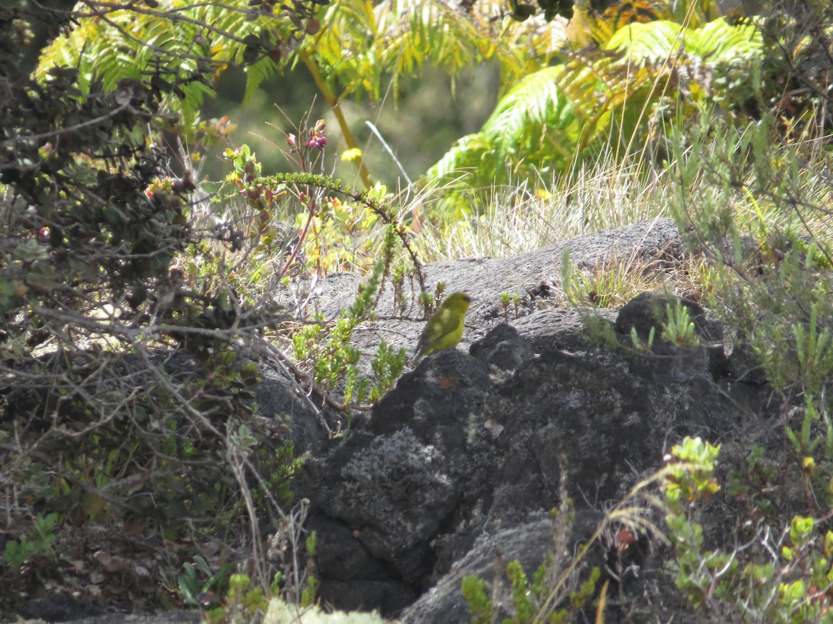 Hawaii-Amakihikleidervogel - ML623833562