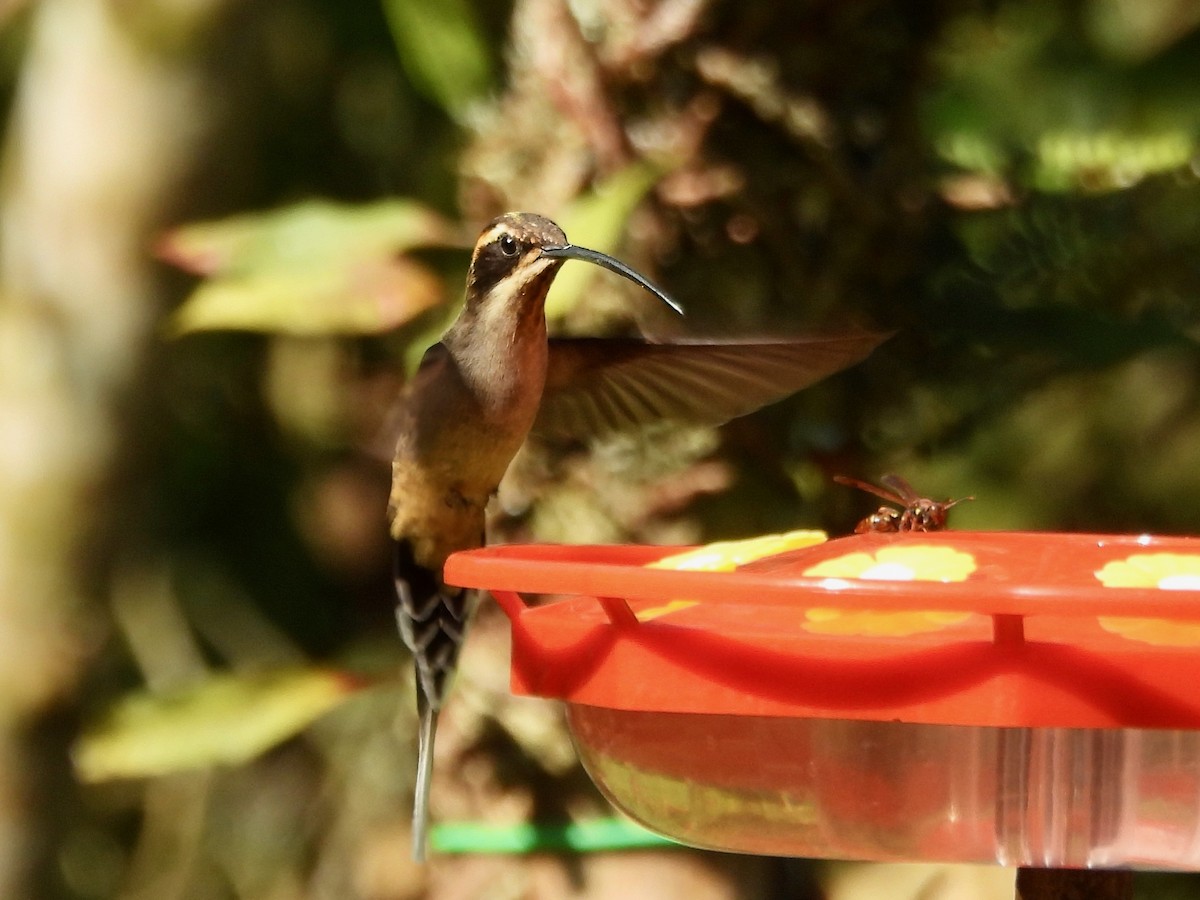 Scale-throated Hermit - ML623833563