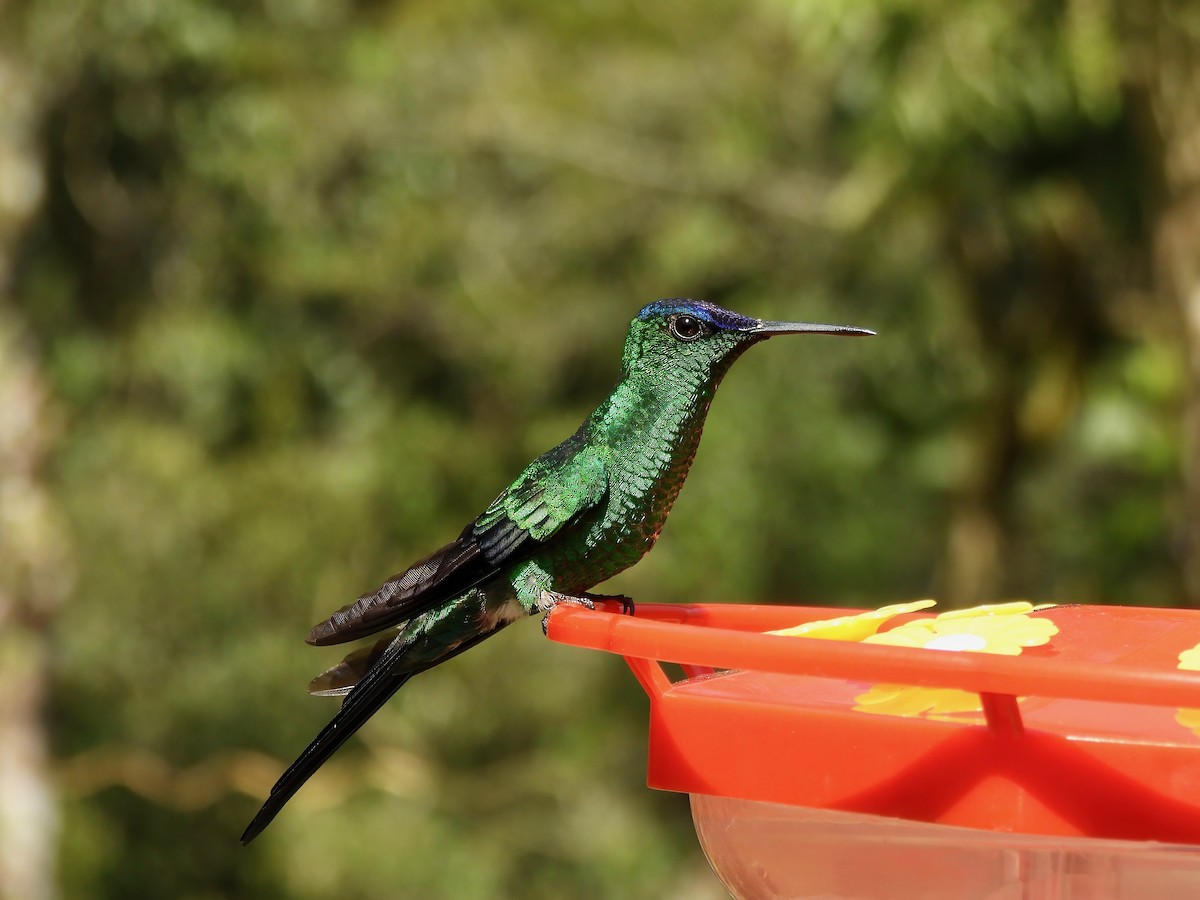 Violet-capped Woodnymph - ML623833576