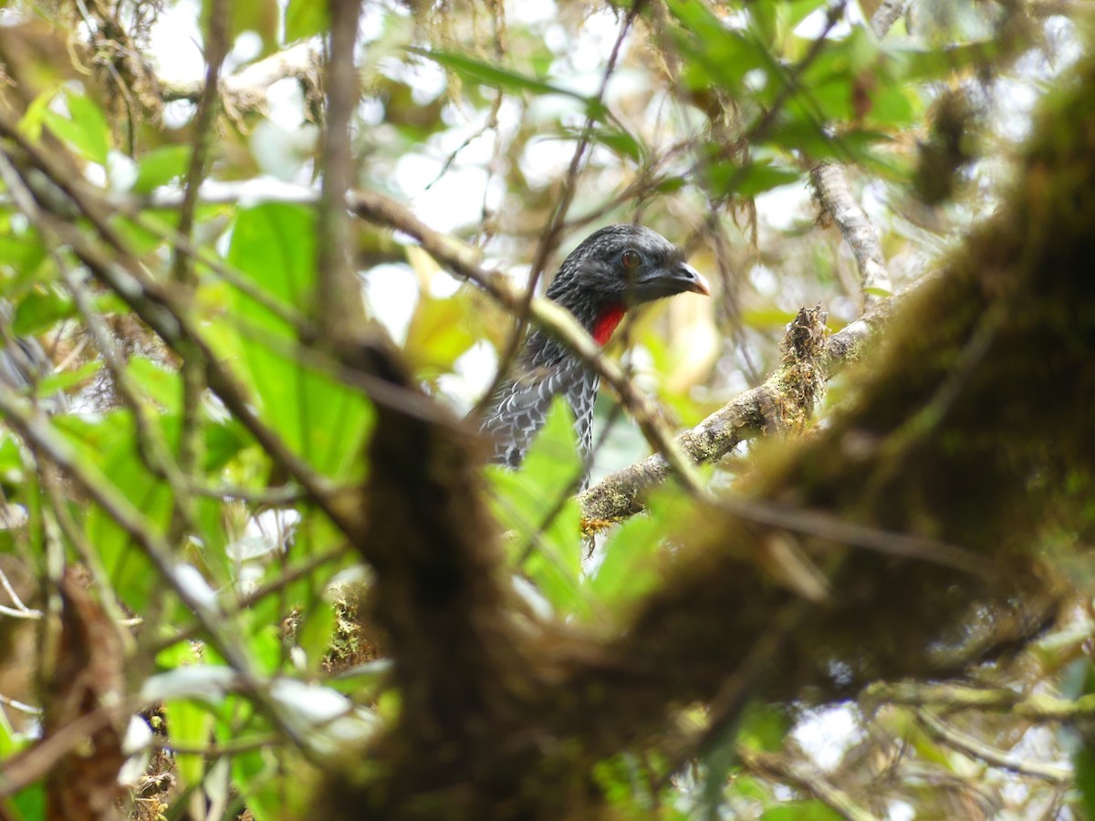 Andean Guan - ML623833577