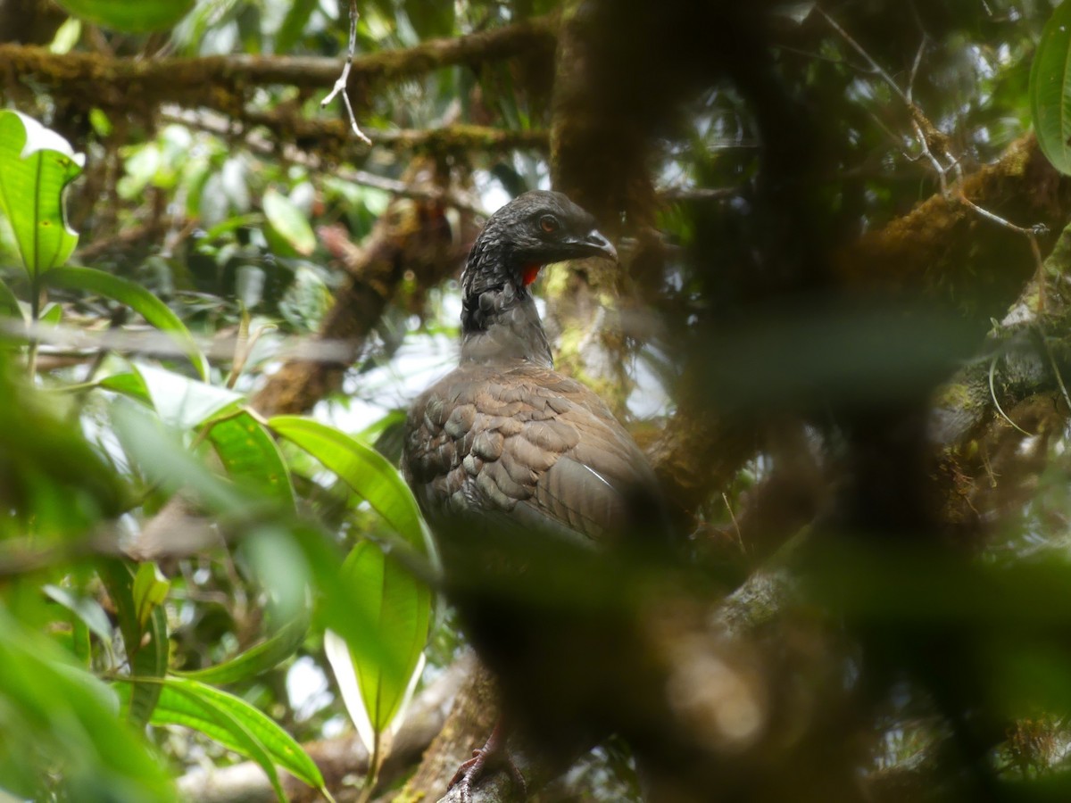 Andean Guan - ML623833578