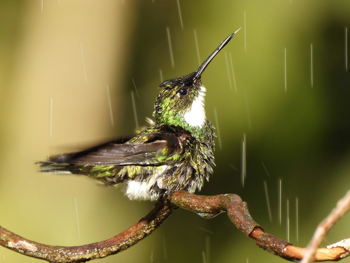 White-throated Hummingbird - ML623833583