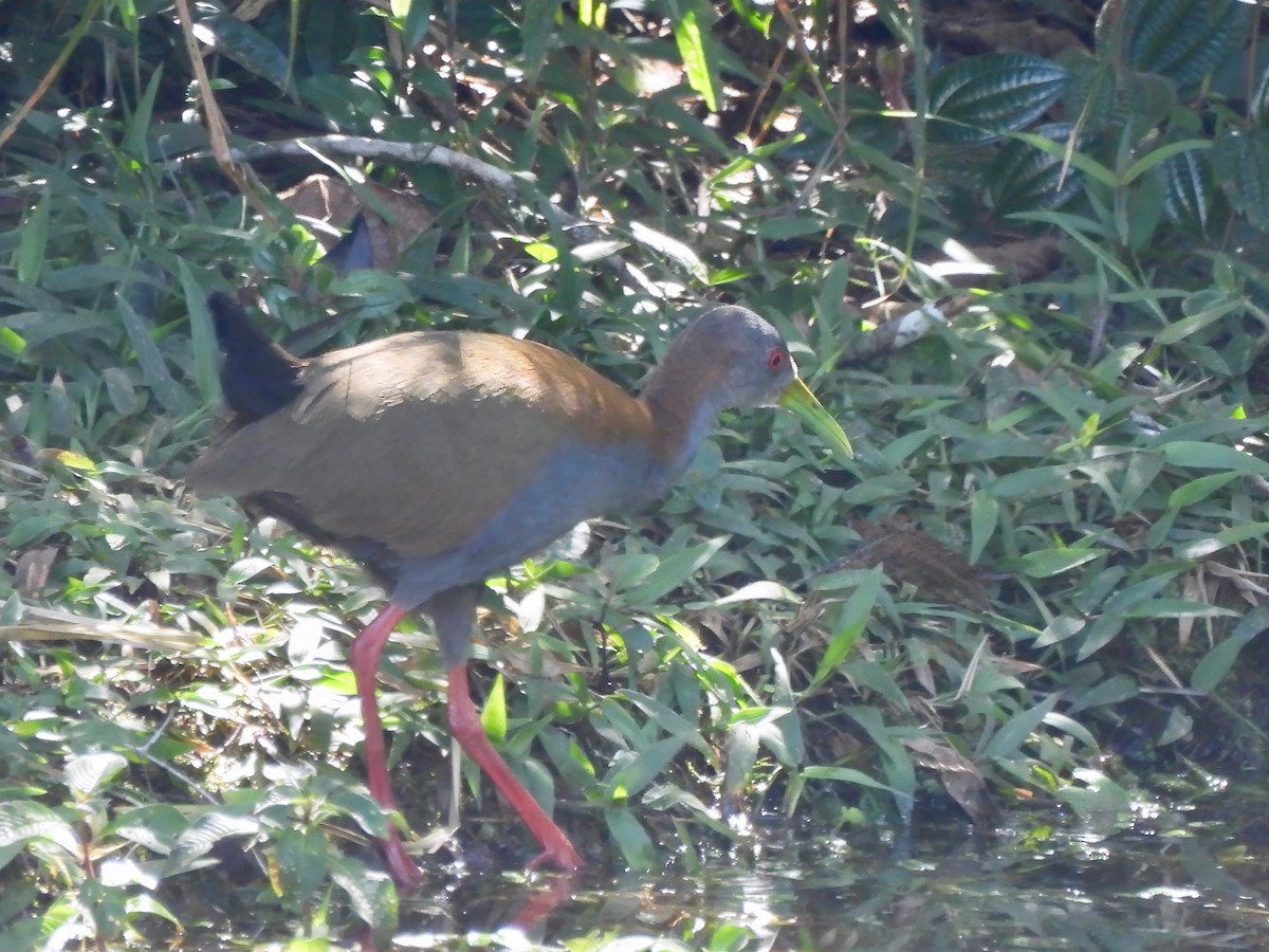 Slaty-breasted Wood-Rail - ML623833588