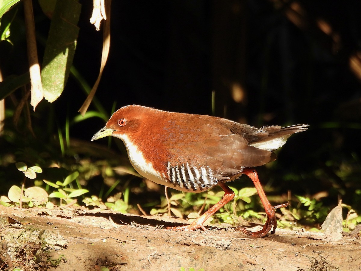 Red-and-white Crake - Shelley Rutkin