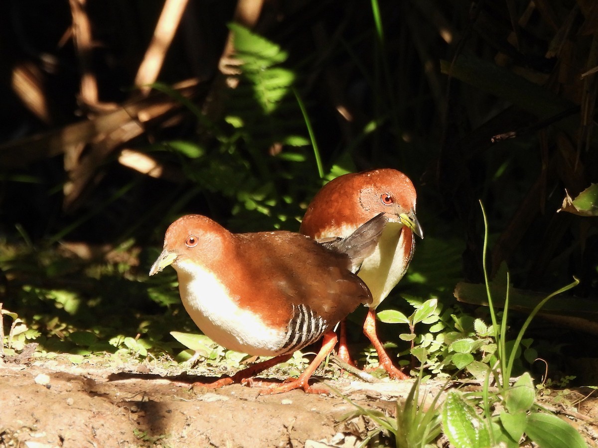 Red-and-white Crake - ML623833592