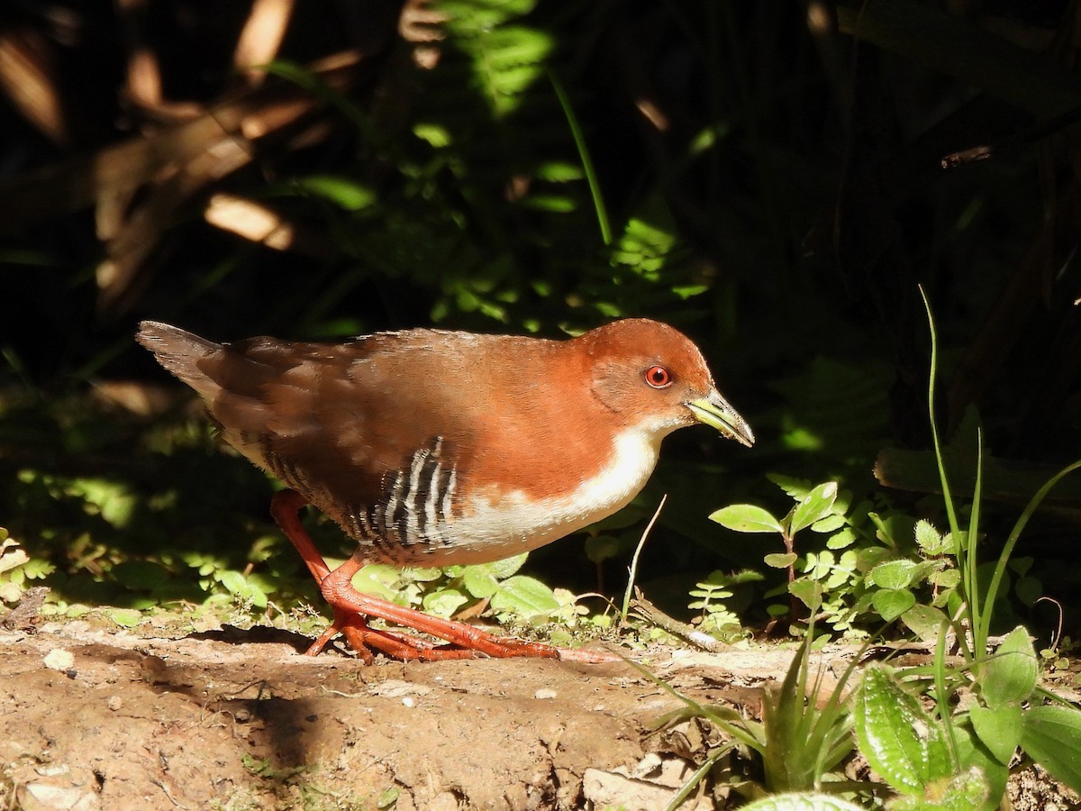 Red-and-white Crake - ML623833593